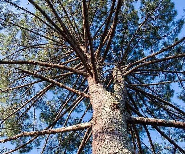 Park Bed & Breakfast